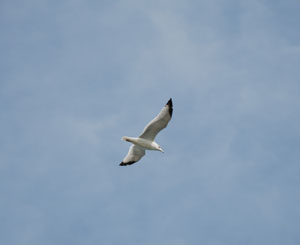 Seagull Flying Somewhere